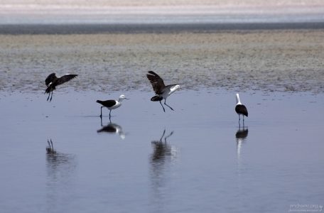Ать-два, ать-два! Сели-встали, сели-встали.