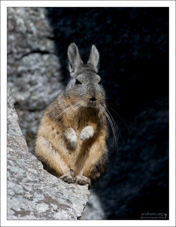 Горная вискача - грызун семейства шиншилловых, внешне напоминает крупных кроликов после похмелья.