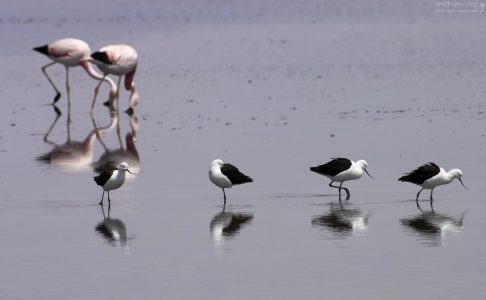 Два плюс четыре.