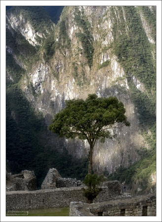 Белое дерево Минас-Тирита. Кстати, на фото затерялась фигурка человека. Кто найдет - молодец!