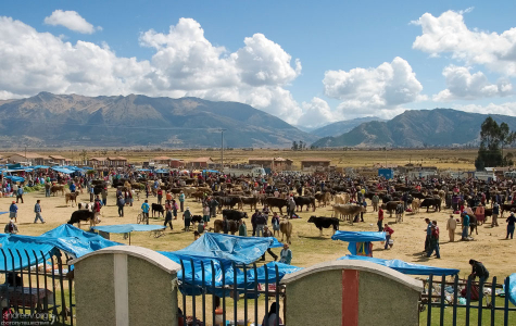 Птичий рынок около города Anta.