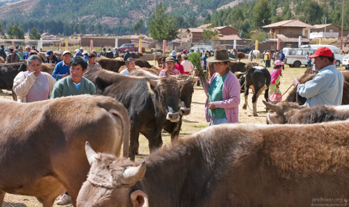 "Быковатая" часть рынка.