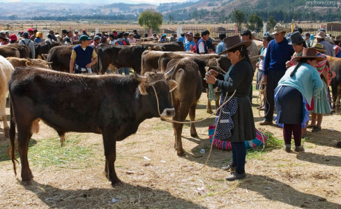 - Кому бычка? Добрый, ласковый. Кличка “Забодун”.