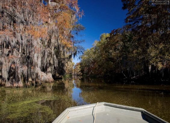 Озеро Каддо неглубокое, всего около метра глубиной.