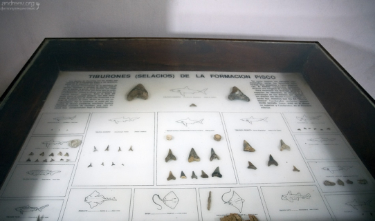 Зубы древних акул. Музей в Sacaco.