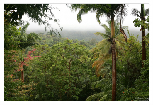 Тропический лес до горизонта. Заповедник Flower Forest.