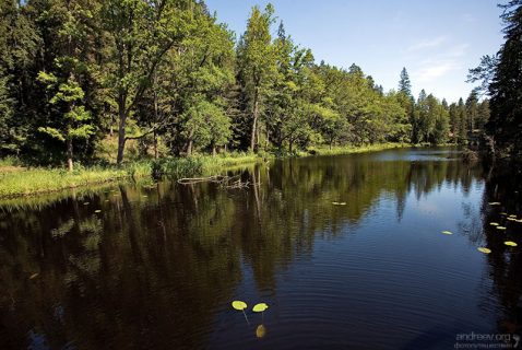 Один из каналов с кувшинками на острове Валаам.