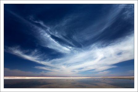 Фламинго в лагуне Chaxa.