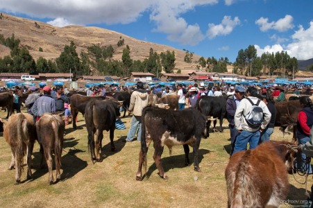 Продажа домашнего скота.