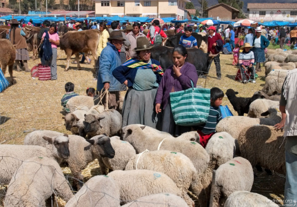 - Ну что, Долорес, как думаешь, какую брать? Вон ту с синим пятном, или эту толстую, с зеленым?