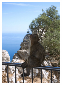 Мечтающий магот.