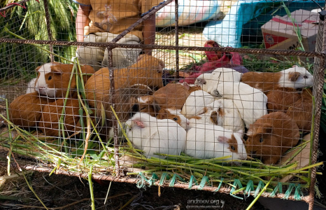 Перуанские куи.