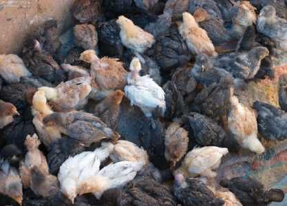 Вольер с подросшими цыплятами.