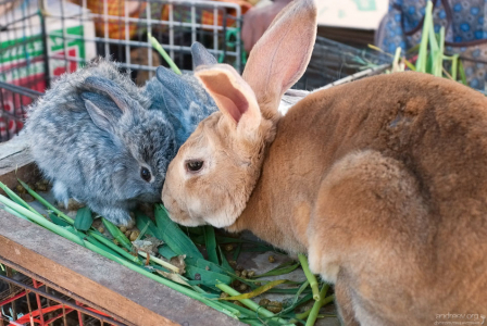 Мама-крольчиха с детишками необычного голубоватого цвета.