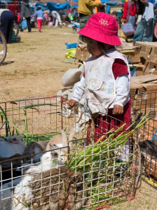 Прелестная маленькая хозяйка кроликов.