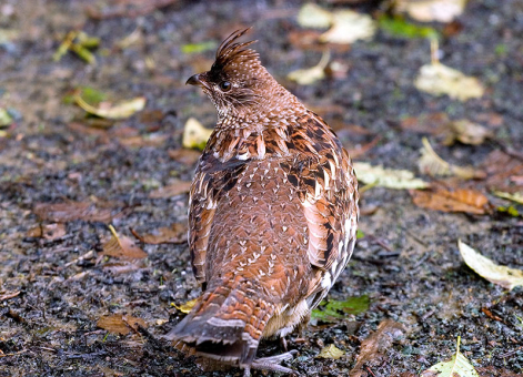 Бурая куропатка (Brown quail) на тропе Tall trees. Redwood National Park.