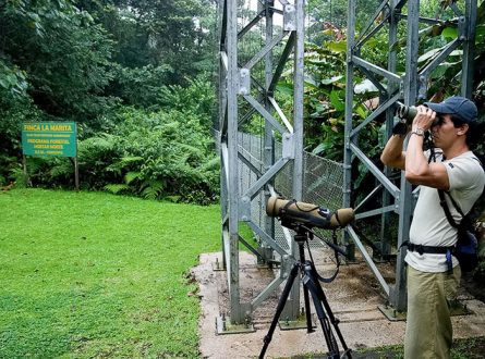 Гид-проводник по джунглям.