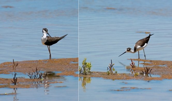 Ходулочник (Himantopus himantopus) воображает.