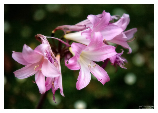 Лилия Беладонна или Naked Lady (Amaryllis belladonna). Quinta da Regaleira.
