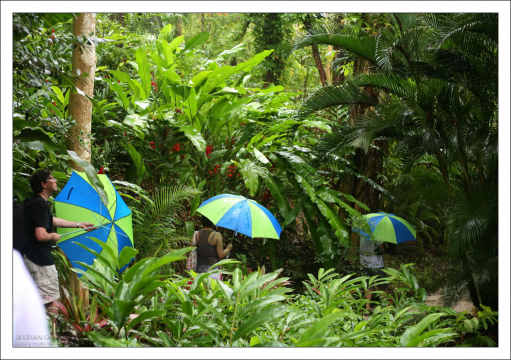 Прогулка по тропическому лесу. Заповедник Flower Forest.