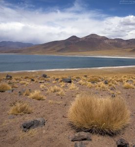 Компактные кустики на берегу лагуны Miscanti.