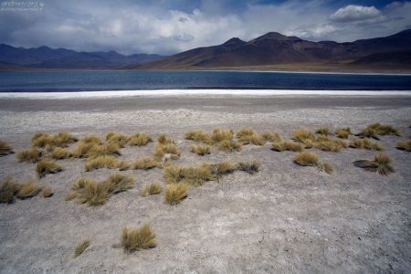 Соляные берега и пушистые кустики. Laguna Miscanti.