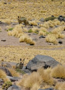 Серая лисица (Urocyon cinereoargenteus) шныряет по берегам озера.