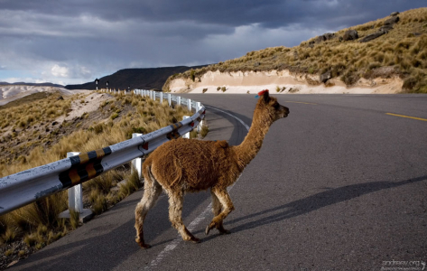 Молодая лама, пересекающая дорогу.