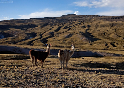 Ламы на пастбище.