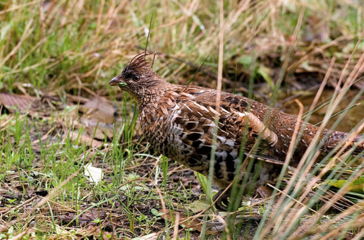 Куропатка с кусочком листика в клюве. Redwood National Park.