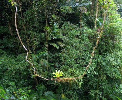 Бромелия-эпифит (Bromeliaceae) примостилась на качелях в джунглях.