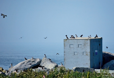 Хатка (blind) для фотографирования птиц с близкого расстояния.