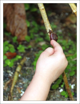 Щекотка для улитки. Заповедник Flower Forest.