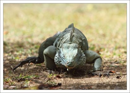 Голубая игуана - эндемик острова.