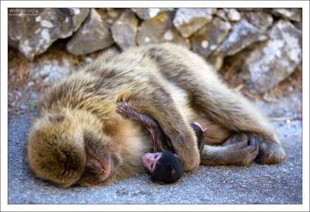 Самки маготов отличаются высокой фертильностью.
