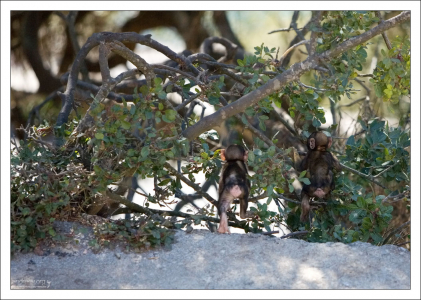 При рождении каждое животное регистрируется, ему вживляется электронный чип, наносится татуировка и дается имя.