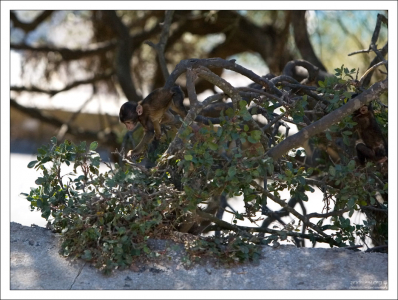 Гибралтарская колония маготов находилась на попечении британской армии и позже Гибралтарского полка с 1915 до 1991 года.