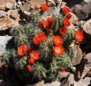 Цветущий кактус вида Claret Cup.