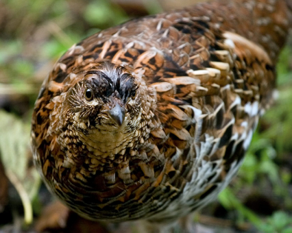 Ты кого тут куропаткой назвала? :) Redwood National Park.