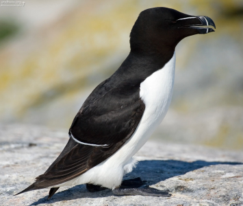 Гагарка (Razorbill) из семейства чистиковых.