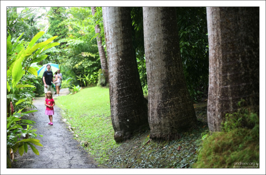 На тропе Palm Trees walk. Заповедник Flower Forest.