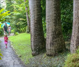 На тропе Palm Trees walk. Заповедник Flower Forest.