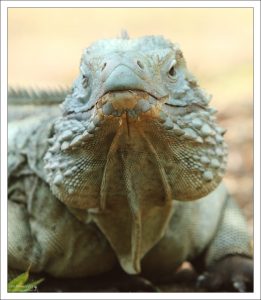 Голубые игуаны весят до 14 кг, а в длину достигают полутора метров.