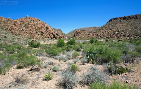 Grapevine Hills trail в западной части парка.