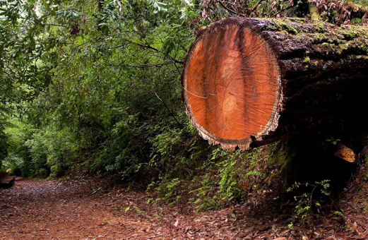 На тропе Tall trees trail. Redwood National Park.