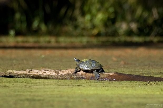 Черепаха вылезла погреться.