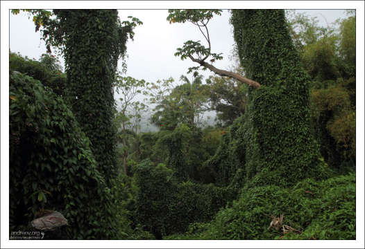 Погода меняется. Заповедник Flower Forest.