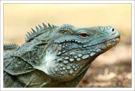 Blue iguana - редкий вид ящериц из рода Циклуры (Cyclura lewisi).