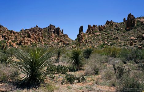 Кусты сотола и кактусы на плоской части тропы Grapevine Hills trail.