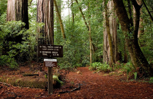 Тропа-кольцо вокруг самых высоких деревьев на Земле. Redwood National Park.